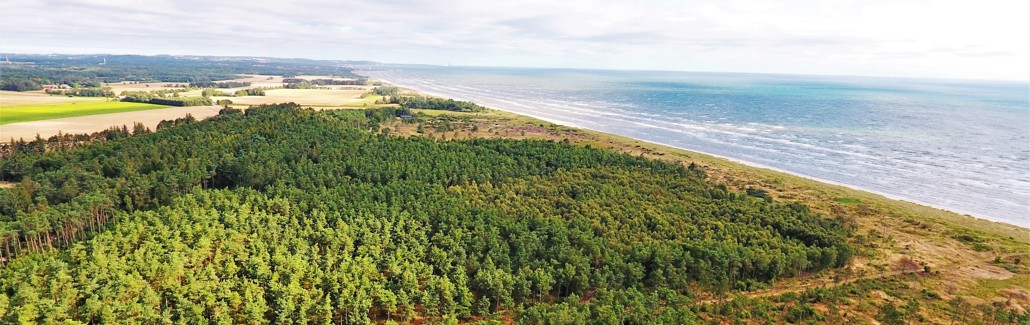 Dronebillede af Professorens Plantage med udsigt over Kattegat