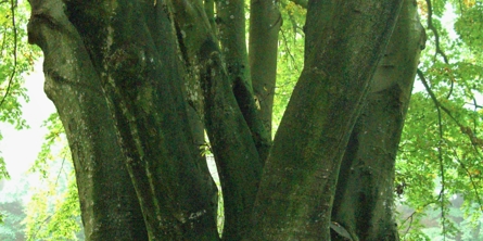 Billede af stammerne på en rølbøg i Katsig Bakker 