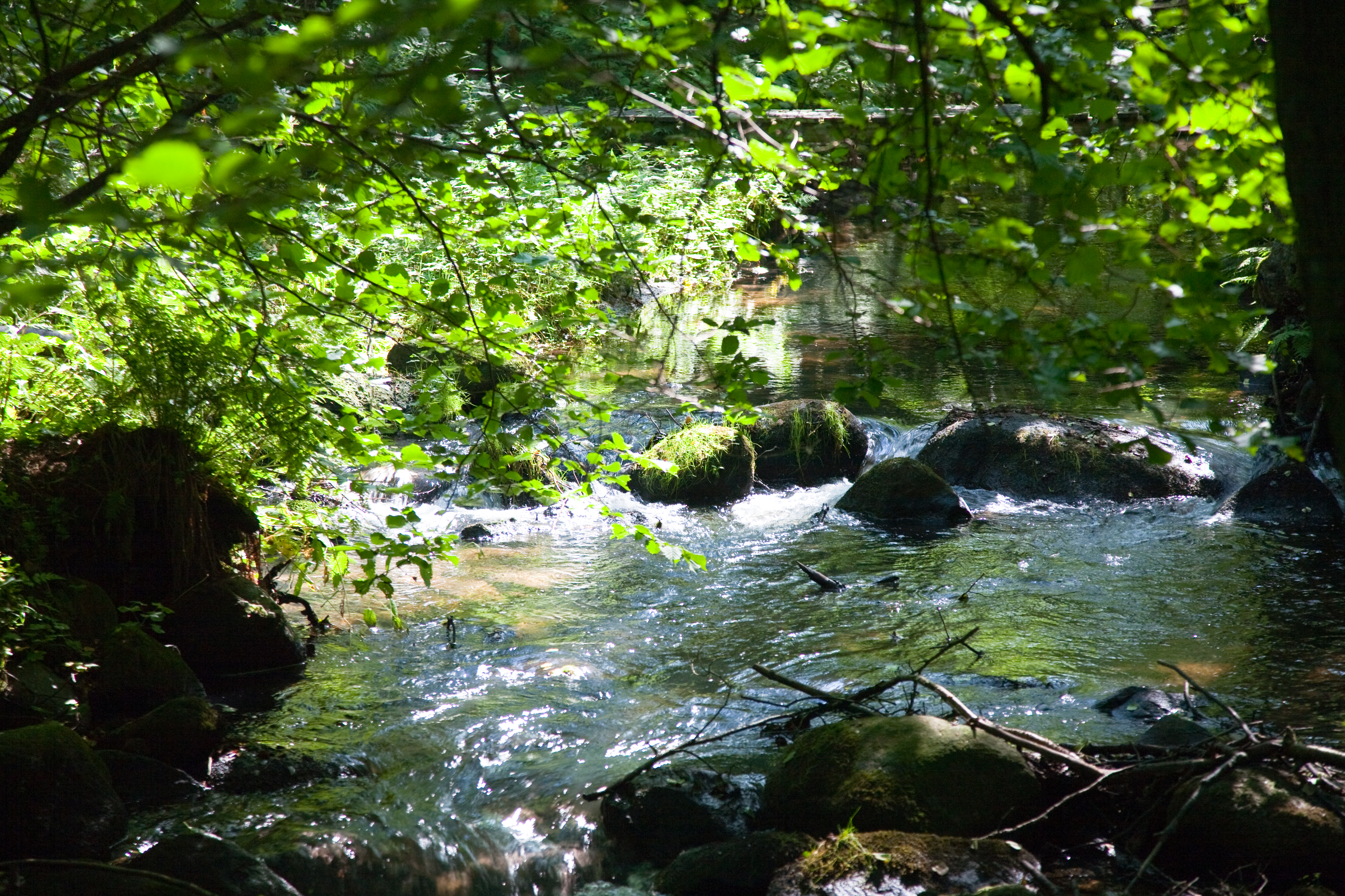 Vandløb med bøge grene hængende ned over