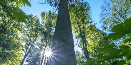 Højt grantræ i Bangsboskoven