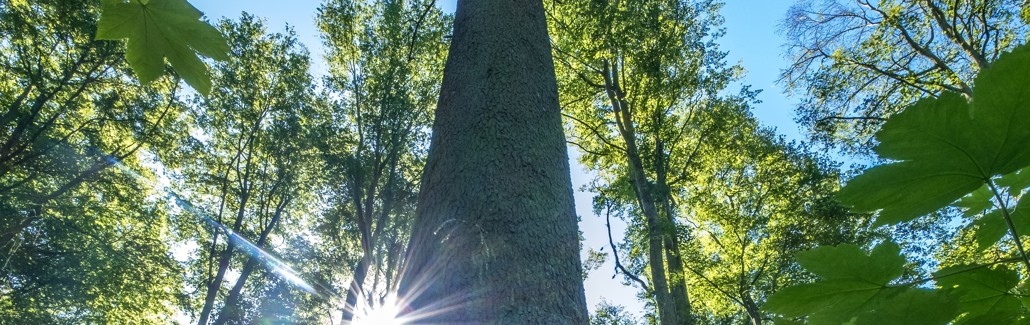 Højt grantræ i Bangsboskoven