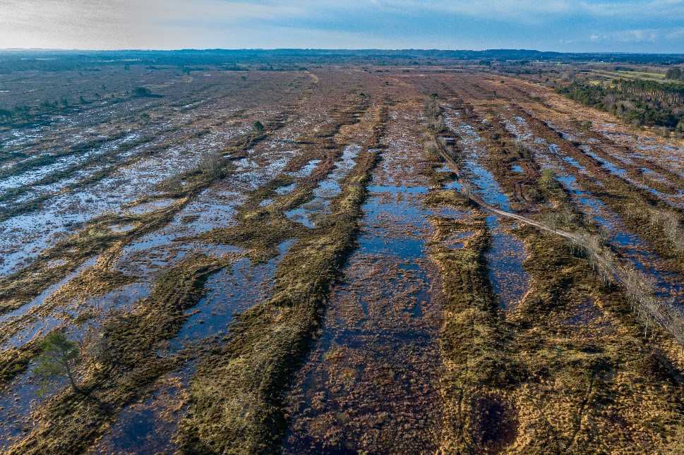 Naturbillede fra Råbjerg Mose