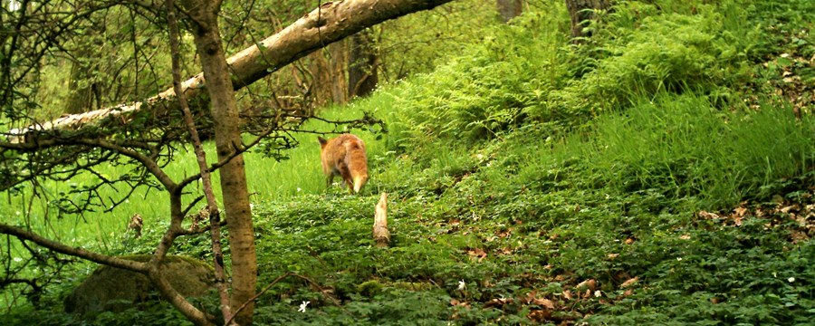 Billede af ræv som løber væk mellem træer
