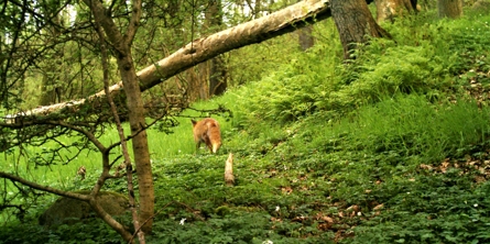 Billede af ræv som løber væk mellem træer