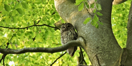 Billede af natugle, som sidder på en gren i  Teglværksskoven