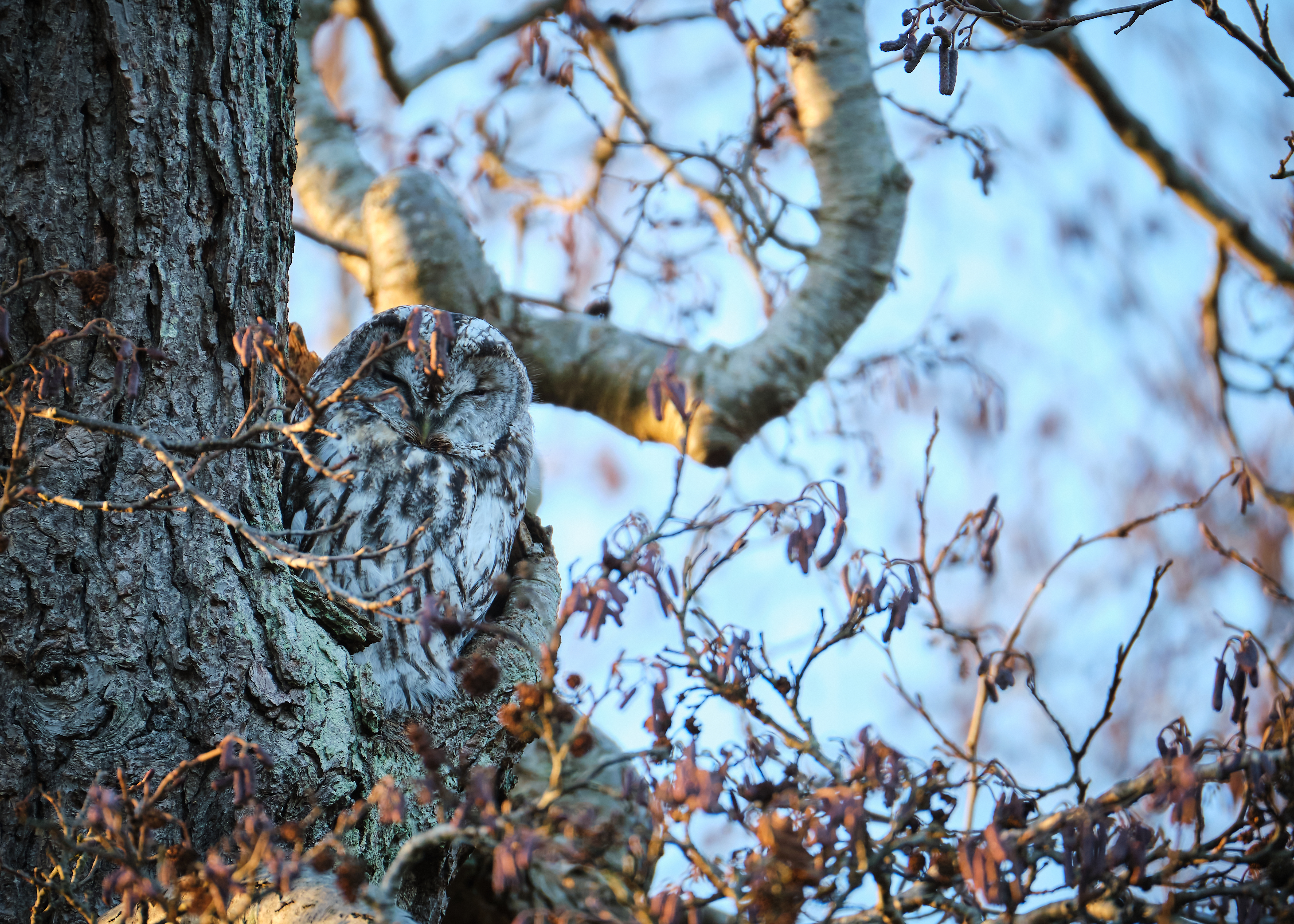 Billede af natugle, som sidder gemmer sig i trækrone