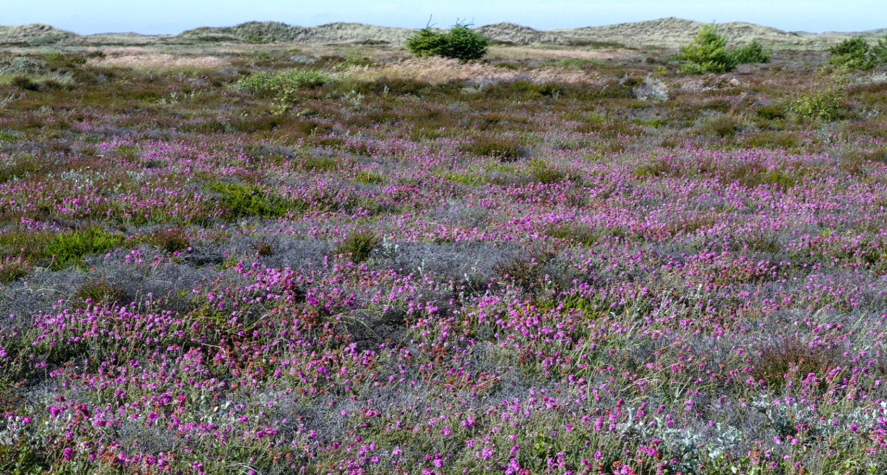 Udsigt ud over Hulsig Hede med havet i baggrunden.