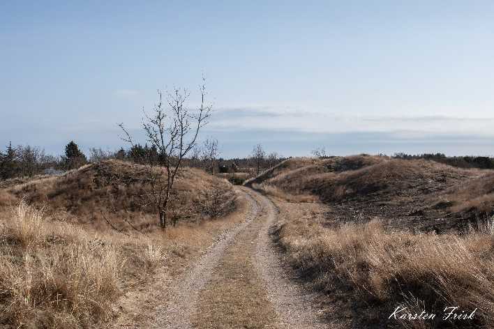 Foto af  Tornbakkerimme på Hulsig Hede efter rydning af nåletræer - nu er det åbne hedelandskab genskabt.