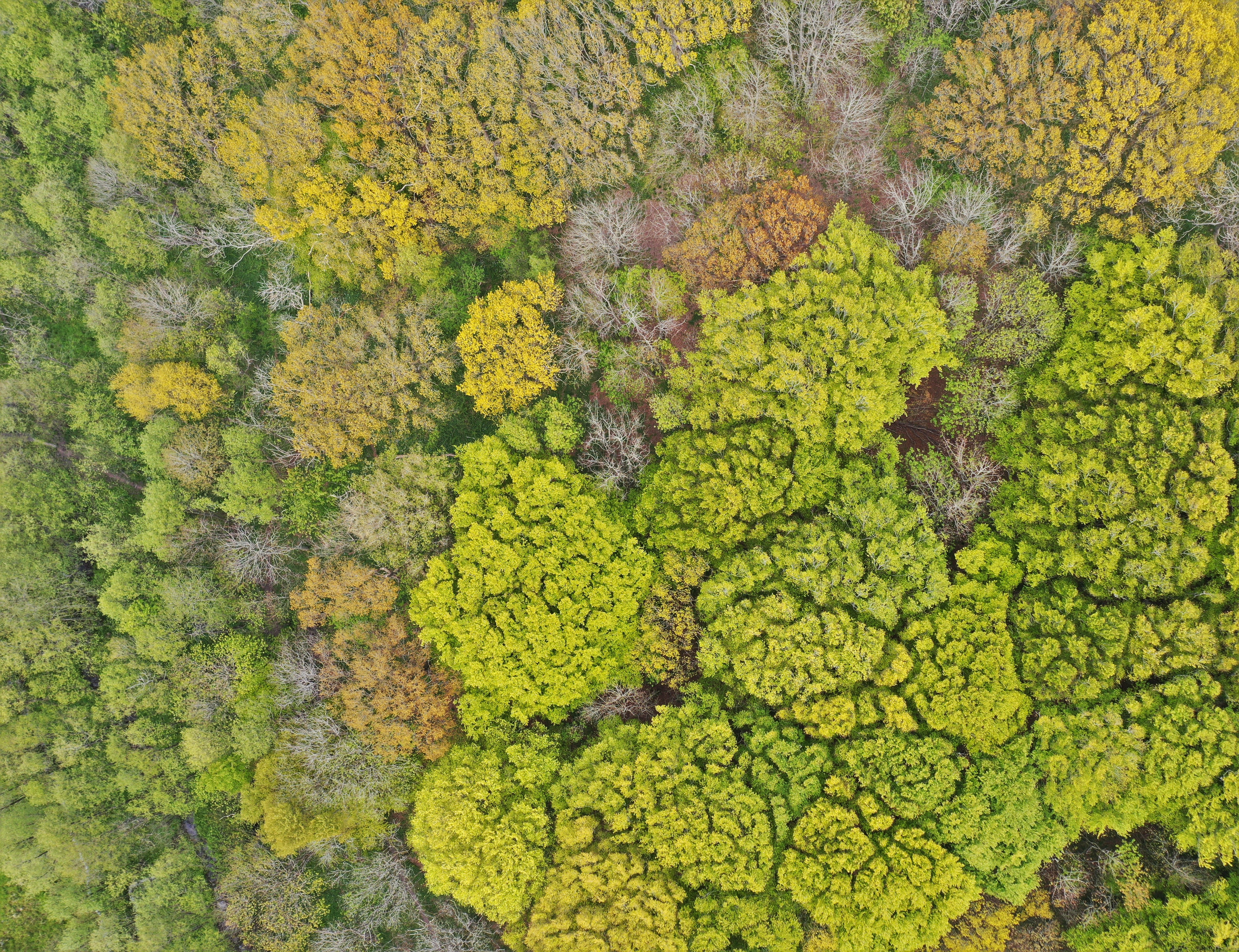 Billede af grønne trækroner set fra oven 