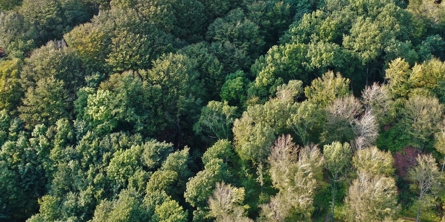 Dronebillede af Bannerslund Plantage