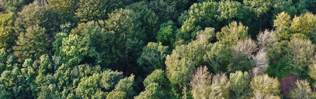 Dronebillede af Bannerslund Plantage