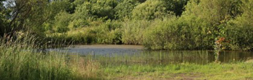 Trækroner i Vandværksskoven