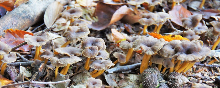 Billede af svampe i skovbunden 