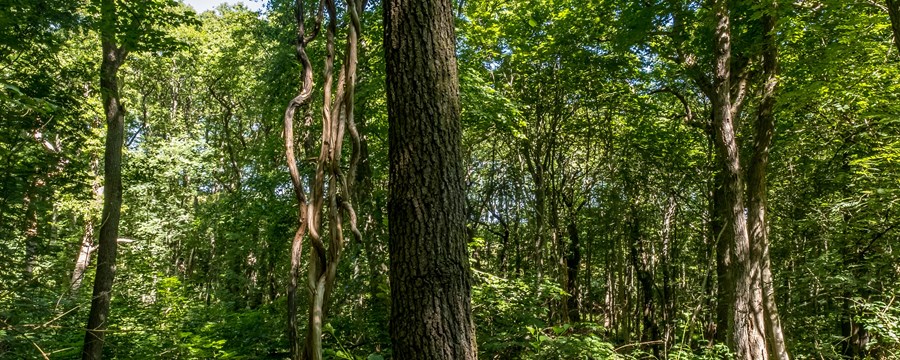 Billede af træstamme og skovbund i Købstrup skov 