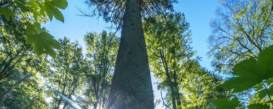 Billede af højt grantræ i Bangsboskoven set nedefra