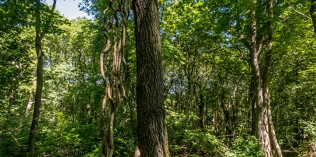 Træstamme og skovbund i købstrup skov