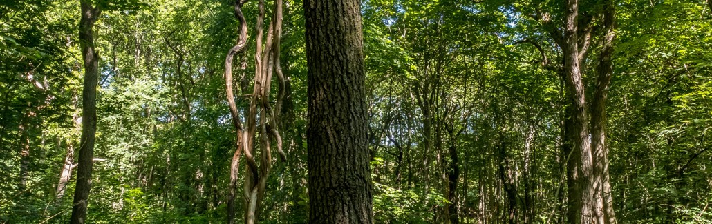 Træstamme og skovbund i købstrup skov