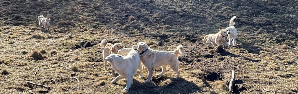 Billede af legende hunde i hundeskov