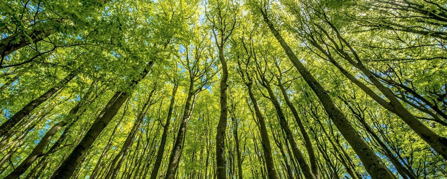 Billede af løvtræer i Vandsværksskoven set fra jorden og op i trækronerne